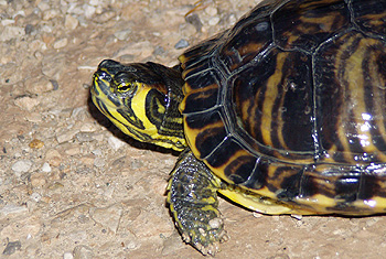 Trachemys scripta scripta